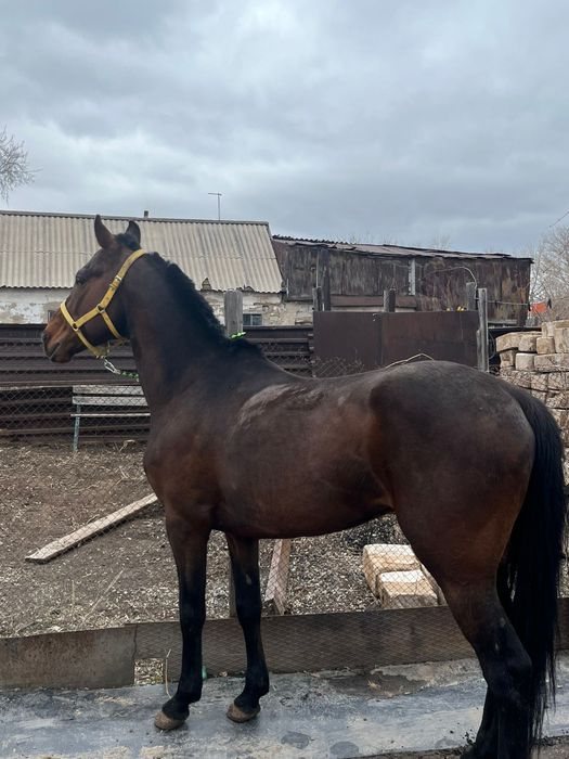 Продам лошадь чистокровный