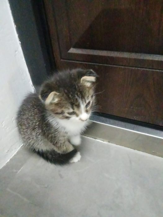 Отдам в хорошие руки