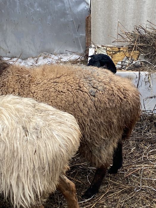 Продам Барана обращайтесь