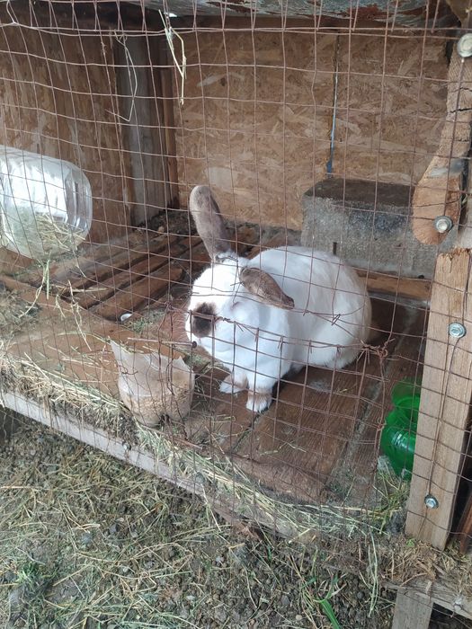 Продам Кроликов.