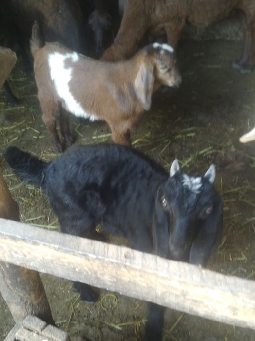 Эчки сотилади зотли