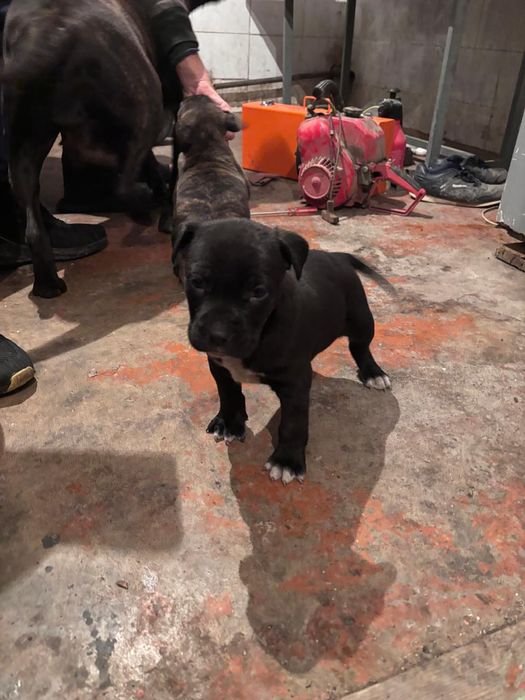 Продам щенков питбуля