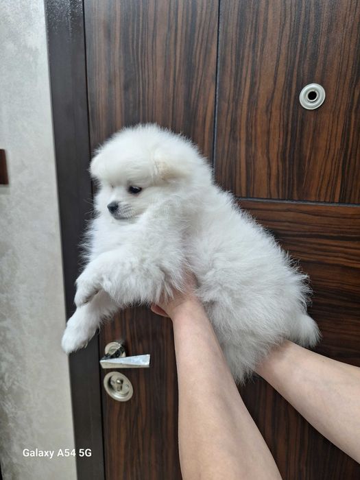 Померан(мини шпиц)