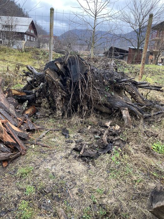 Rădăcini NUC diametre MARI