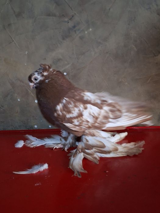 Голуби голуби голуби