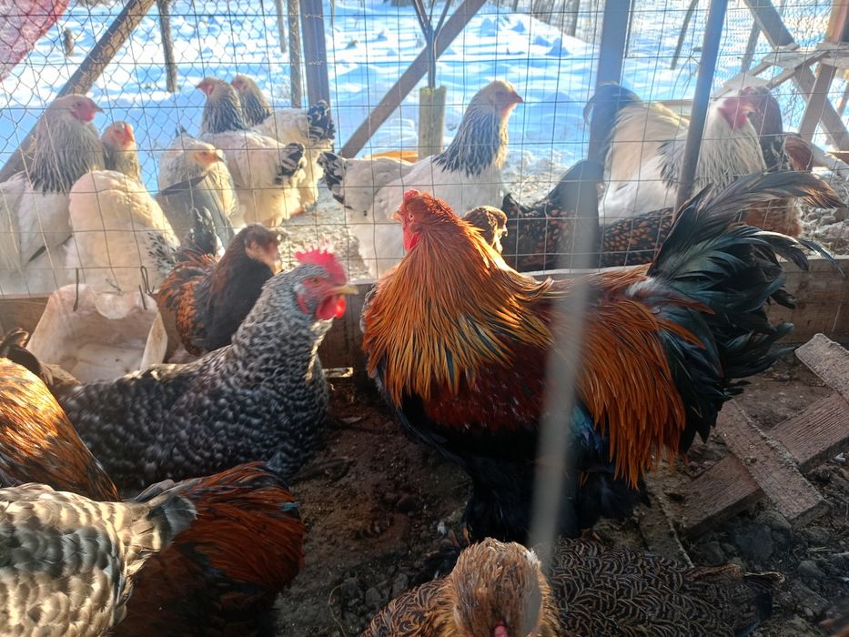 Brahma herminat deschis si B potirnichiu