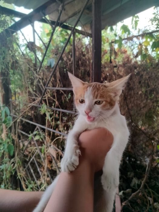 Котенок в добрые руки