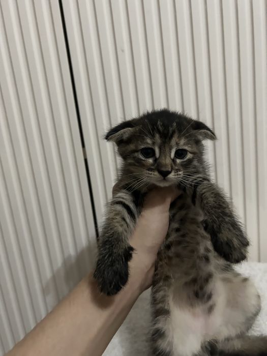 Отдаю котят в добрые руки!