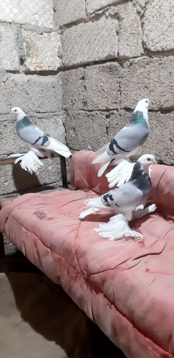 Продаются голуби