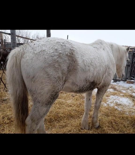 Продам лошадь рабочую