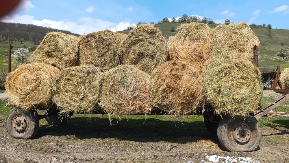 Baloti fan sau lucerna min.40 Rotunzi.500 drept.La TIR Ferma de dat pe servicii Capre Vaci Oi Porci