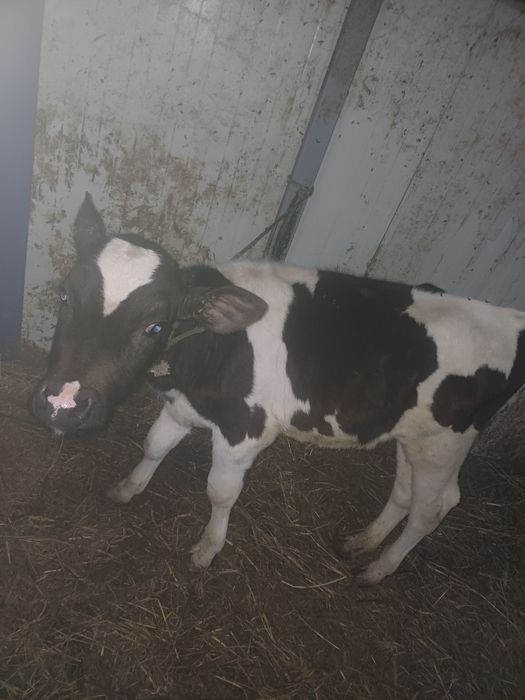 Vând vitea holstein