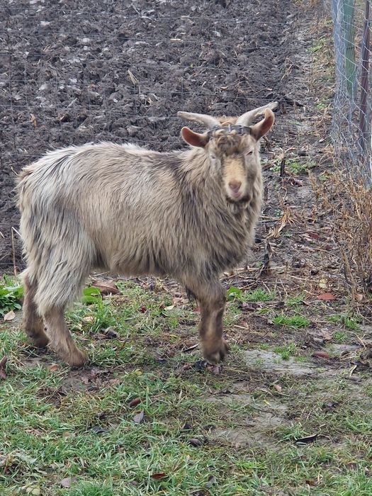 Vand  tap si capre rasa deosebita ,caprele sunt gestante la pachet