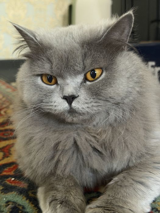 British Mushuk sotiladi