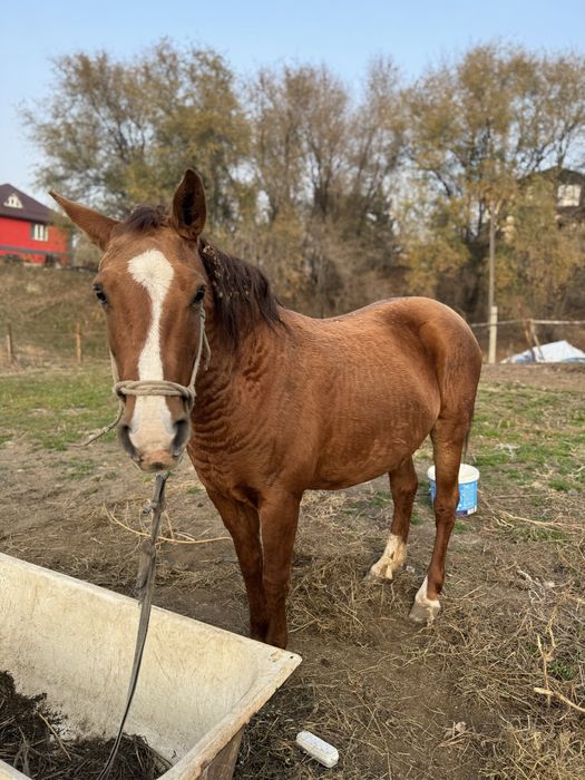 Продаем кобылу чистокровка