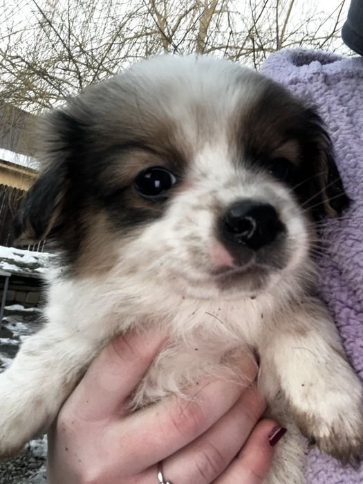 Donez catelusi bichon/pichinez