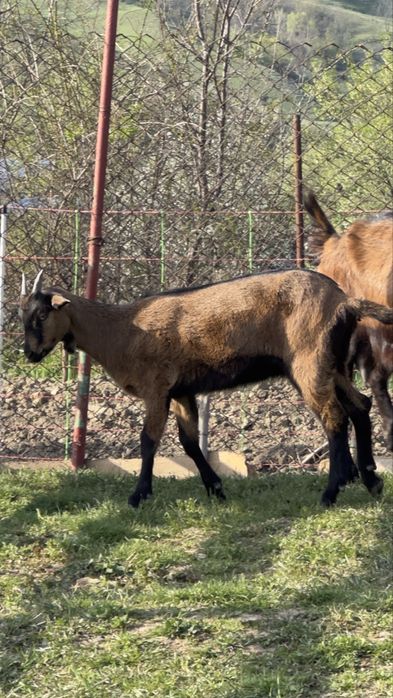 Ieduta Alpina Franceza (linie buna) foarte reusita, talie foarte buna!