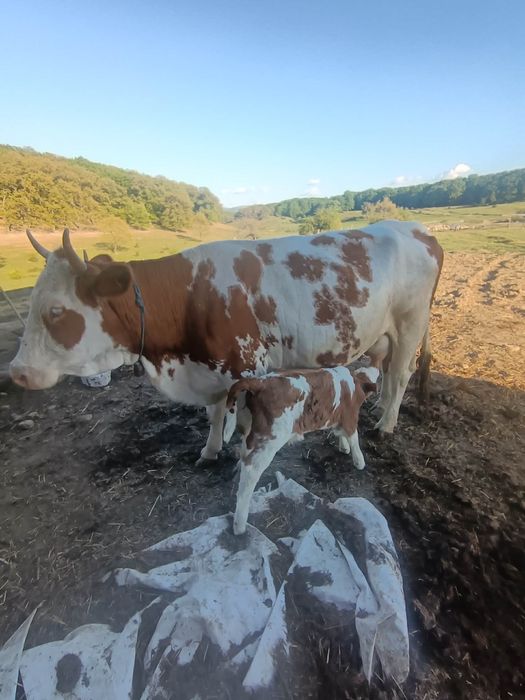 Vaci de vanzare cu vitei bune de lapte