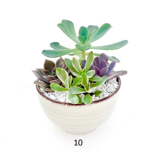 Сукуленти аранжировки