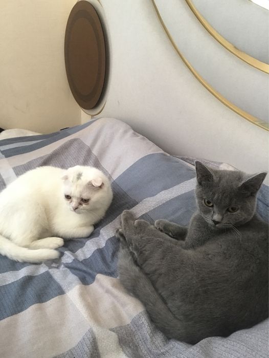 Mushuklar  skotch strayt va shatland