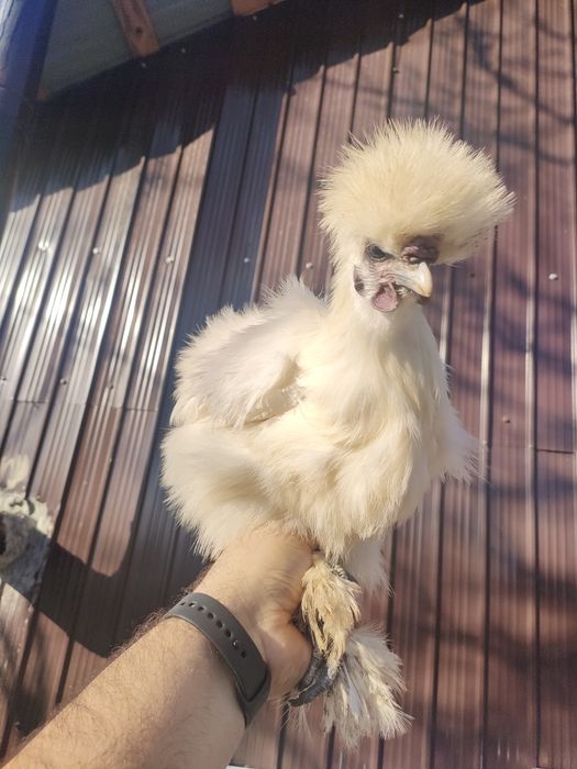 Cocosi si gaina mătase japoneză si sebrightht