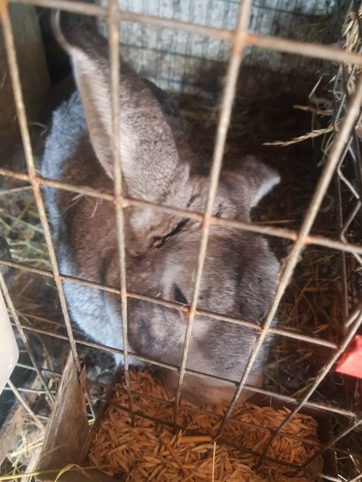 Pers fiz Vand iepuri