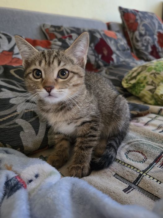 Котята домашние в добрые любящие руки