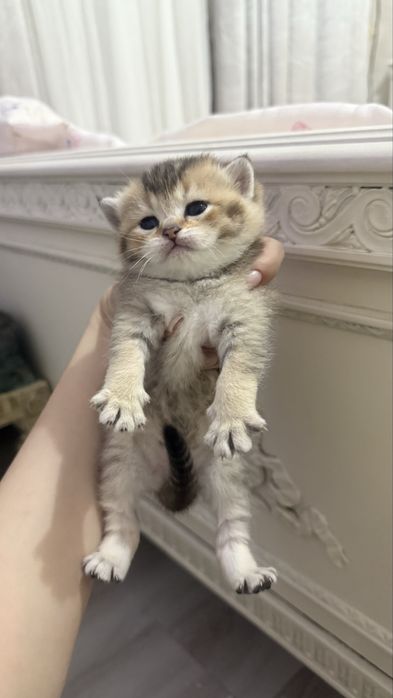 продаются котята шиншилы