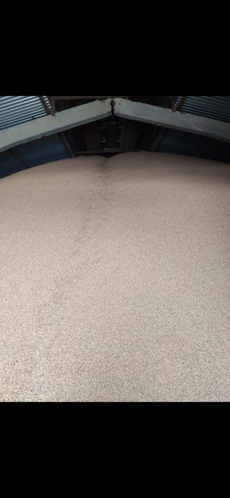 Чечевица красная