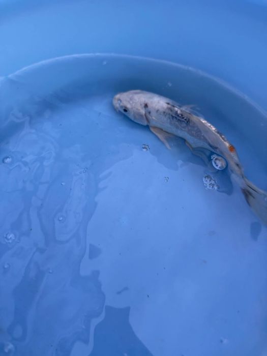 Карп коя для прудов Karp koya