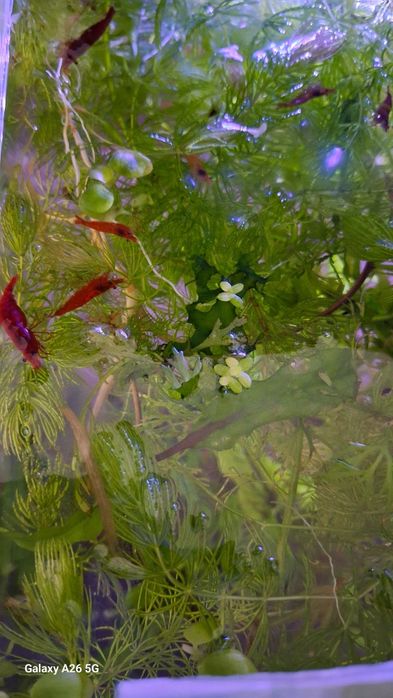 Креветки красные