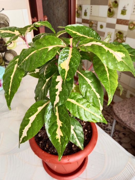 Граптофиллум расписной