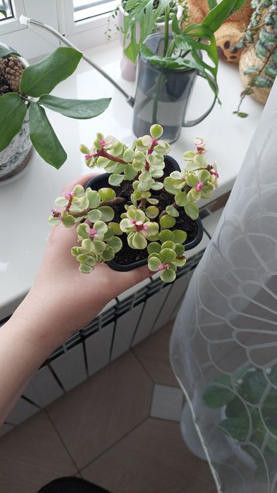 Продам Портулакарию