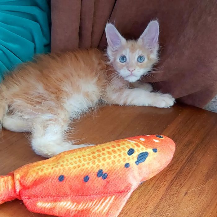 Мейн- КУНЧИКИ! Котята- Мальчики и девочки ! От 2х мес