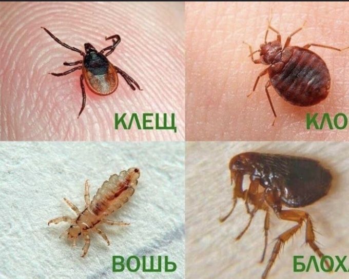 Скидки 20% Дезинфекция дизенфекция Дизинфекция
дезенфекция Dezinfeksiy