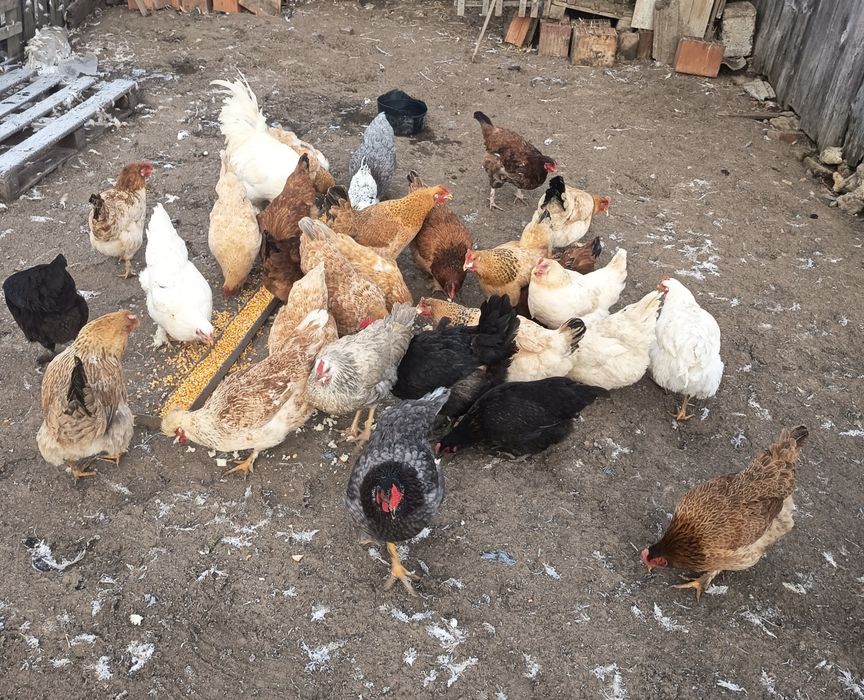 De vânzare găini de casa