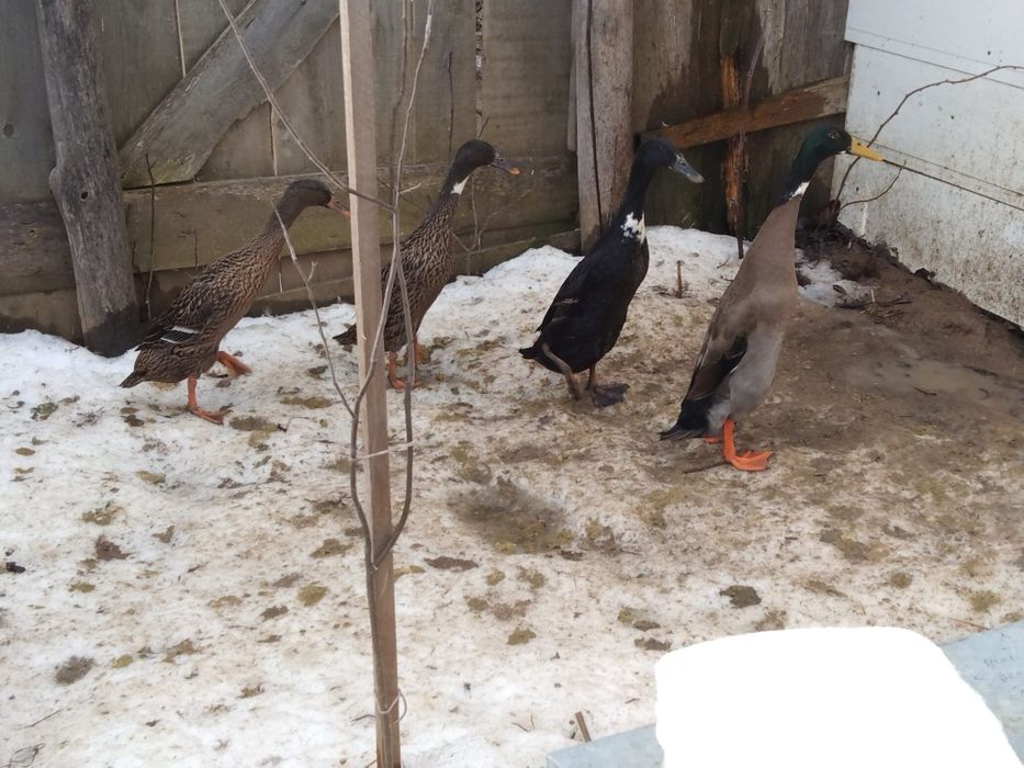 Vând , schimb rațe alergătoare indiene