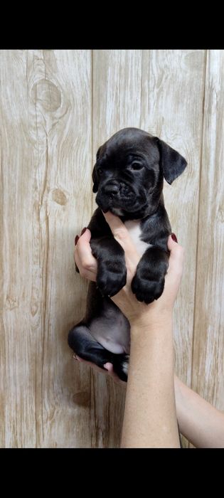 Щенки ПитБокса///