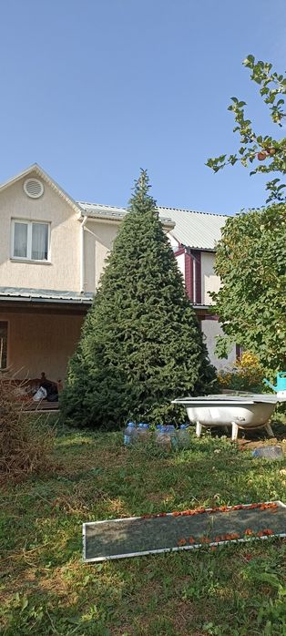 Обработка деревьев