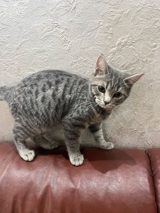 кот, короткошорстный британский