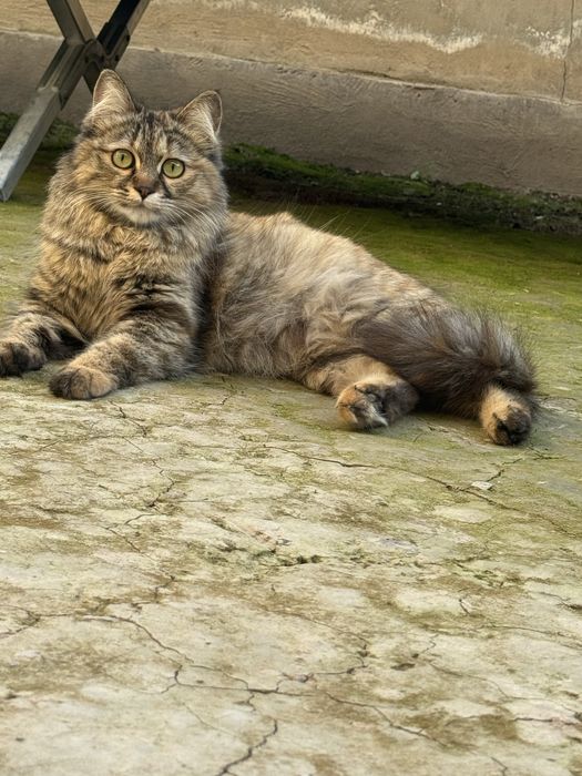 Mushuk hadyaga beriladi