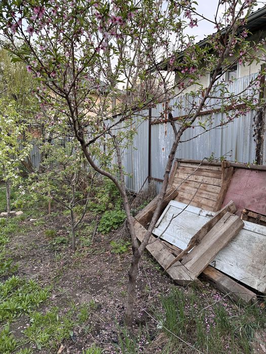 Отдам бесплатно плодовые деревья