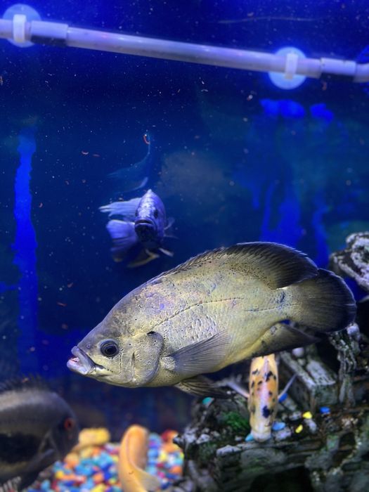 Астранотусы 20-25 см . Пара