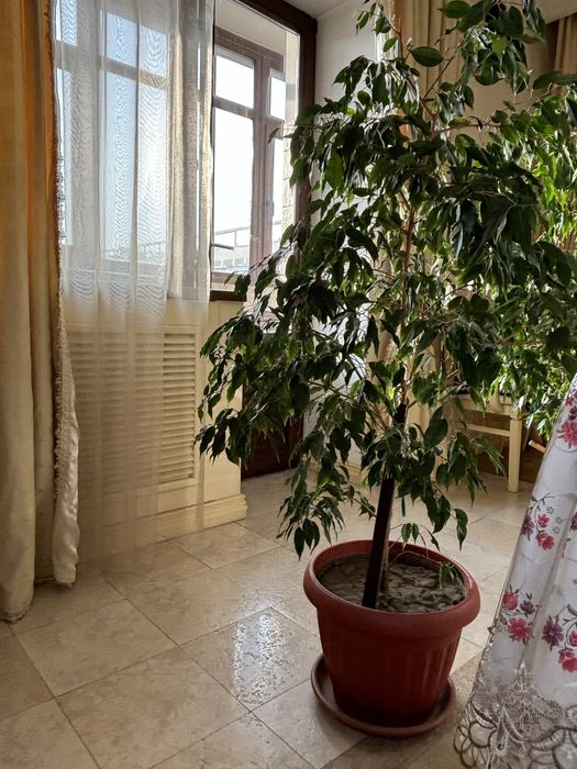 Продам Фикус Даниель