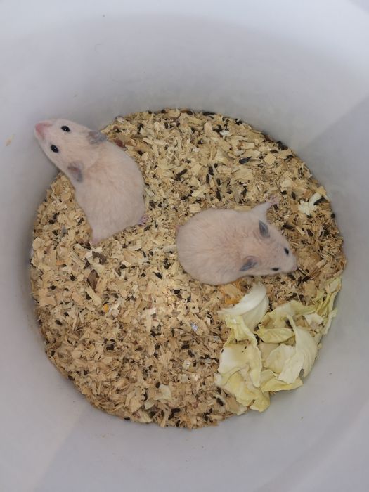 Сирийские хомяки