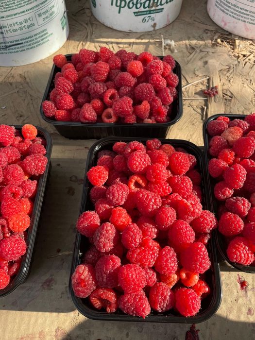 Малина хороший сорт