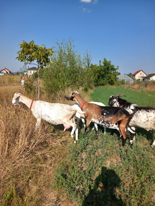 Vând capre sanne și anglonubiene