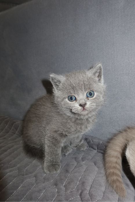 Британские котята ищут дом