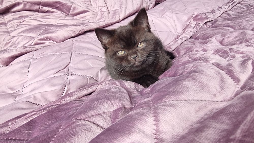 Котёнок шотландец Скотиш фолд