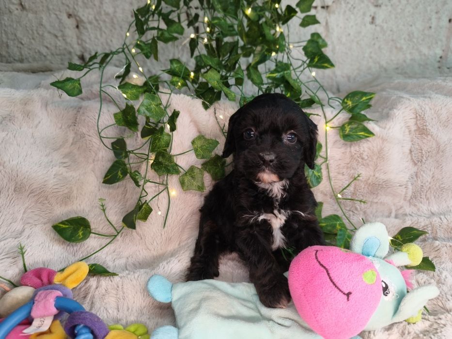 Vand fetita Cavapoo f1 black